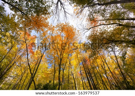 Colorful foliage on display in the forests of Great Smoky Mountains National Park