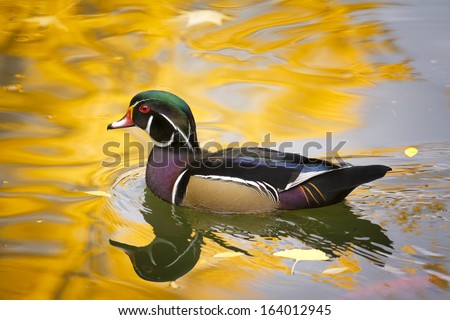 Colorful Texas wood duck cruising a pond lit by reflections from golden autumn foliage