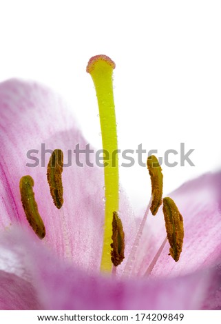 Detailed view of a dew-covered day lily isolated on a white background