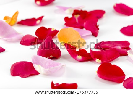Pink, red, and orange colored rose petals scattered on a white background
