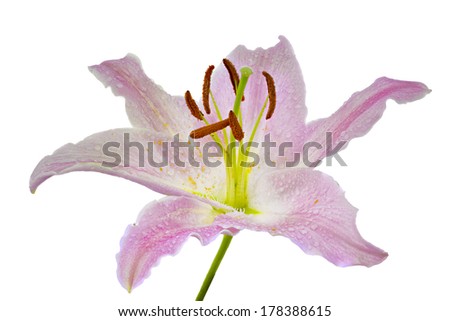 Detailed view of a wet day lily isolated on a white background