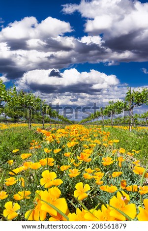 Bright yellow poppies on display on a sunny spring day in a Texas vineyard