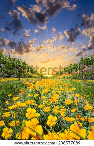 Bright yellow poppies on display at sunrise in a Texas vineyard