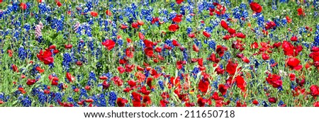 Red Poppies and Bluebonnets in the Texas Hill Country