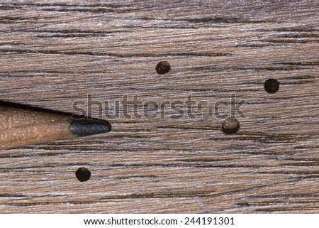 Tiny exit holes in wood paneling caused by the wood boring activity of adult powder post beetles