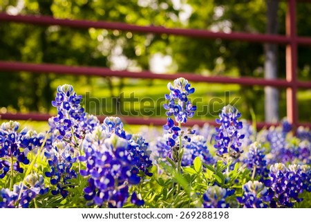 Texas bluebonnets in late afternoon light