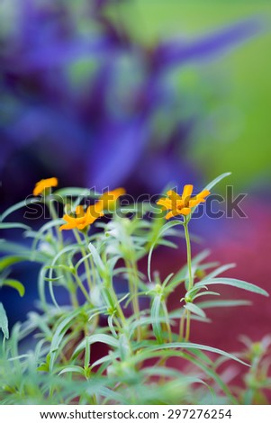 Orange flowers against an interesting purple and reddish background