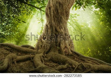 big tree roots and sunbeam in a green forest