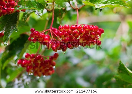 Bunch of Red Berries of Viburnum (Guelder rose) in garden after rain, soft focus