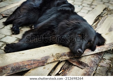 Lonely black dog with sad eyes is laying and waiting someone on outdoors
