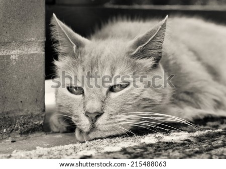 Close-up portrait of sad ginger cat  in summer