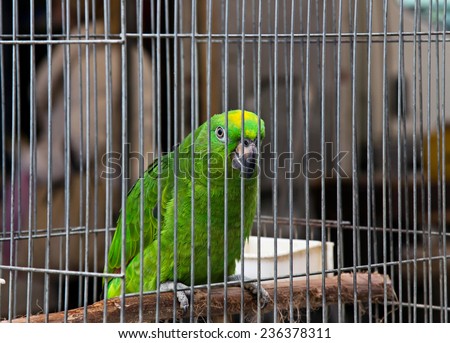 Big green parrot (Amazona) is sitting in the cage on pet market