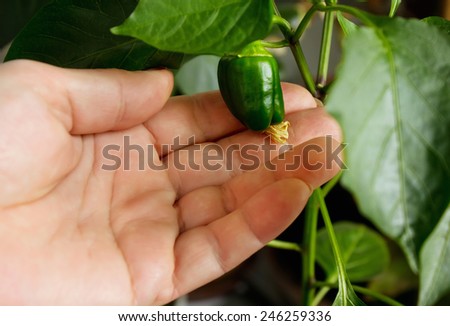Capsicum annuum. Cultivation of green chili pepper on a windowsill, vegetable garden inside home