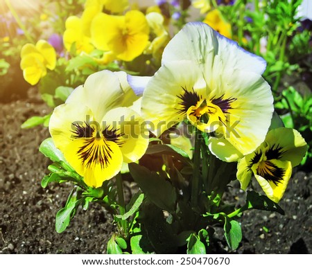 Closeup view of a flowerbed of viola tricolor or kiss-me-quick (heart-ease flowers) in summer.