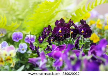 Flowerbed of violet viola tricolor or kiss-me-quick (heart-ease flowers) in summer, beauty in nature