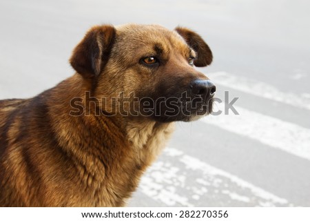 Lonely homeless dog on the road waiting someone