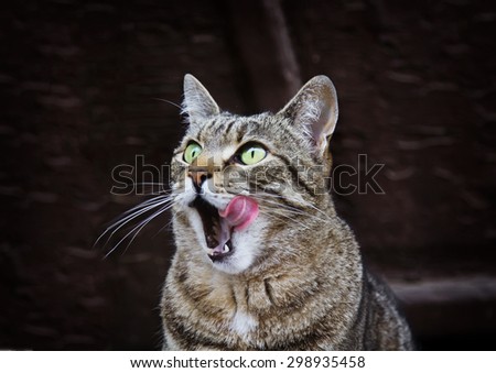 Portrait of licking cat with green eyes outdoors, looking to bird