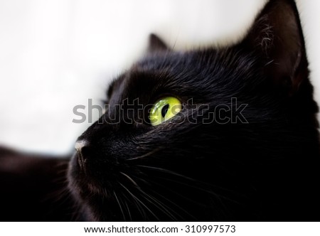 Close up portrait of black cat with green eyes