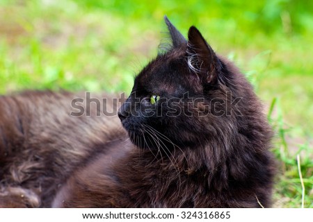 Close-up portrait of dark brown cat outdoors