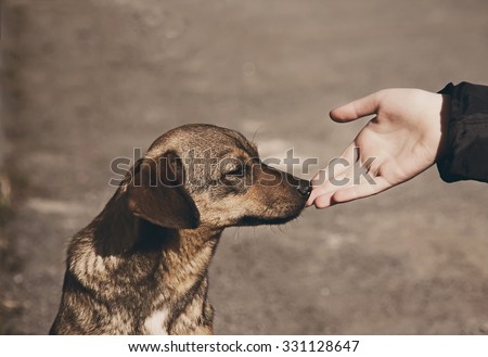 Helping child hand and lonely street dog with sad eyes, theme of social problem of homeless animals