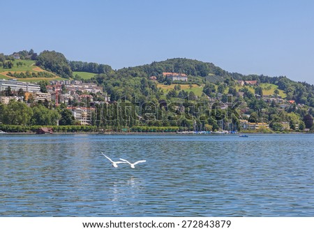 View on the Lake Lucerne in Switzerland in summer with two flying swans in the foreground.