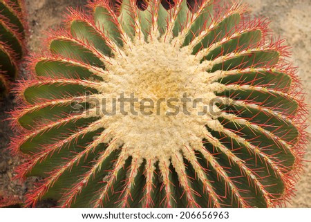 cactus on the white background