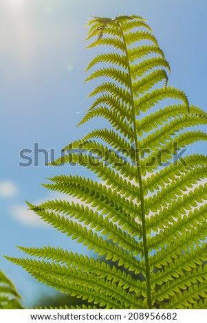 fern on the white background