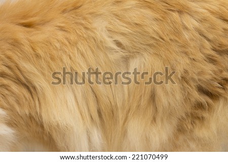 fur on the white background