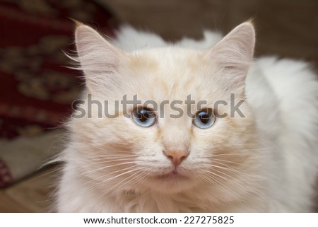 cat on the white background