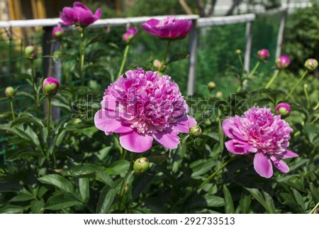 peonies on the white background