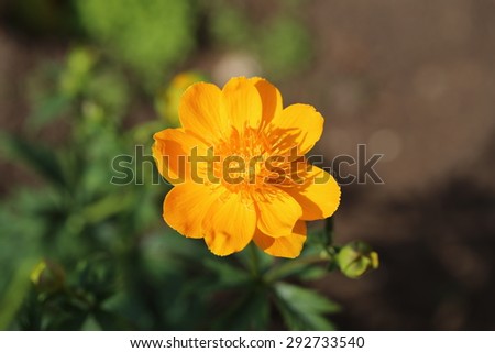 wild flowers on the white background