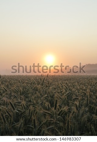 sunrise and harvest-ripe grain field as a sign of success of the rural economy