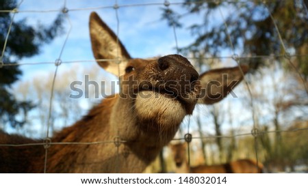 head nose and snout of a beautiful doe