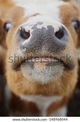 nice close-up of the head of a light brown cow with accentuation of the nose and of the mouth