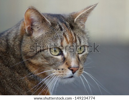 beautiful light brown tabby cat with big eyes looks over her shoulder watching right