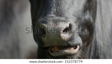 nose and open mouth and teeth of a black cow at ruminate
