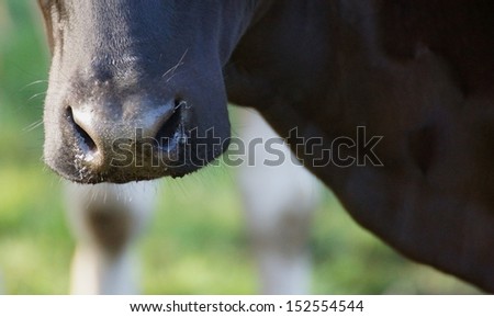 beautiful black nose and mouth and neck of a cow