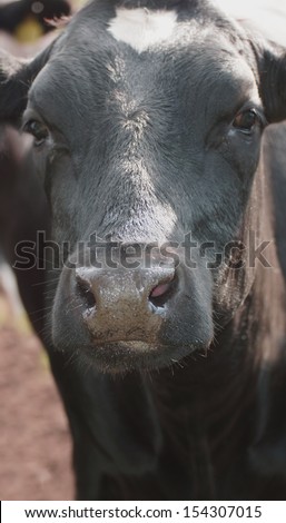 head of a beautiful black cow with moist brown nose