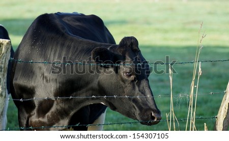 beautiful cow with black hide behind a willow fence made ??of wire and sunny day