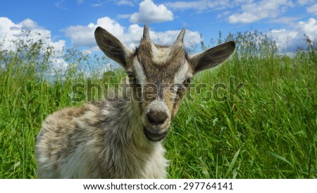beautiful funny goat outdoors