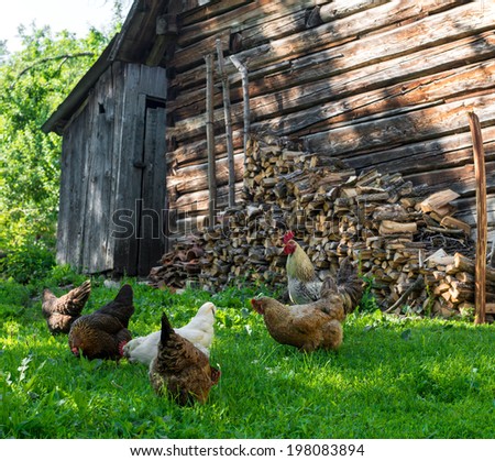 Eating chickens on poultry yard