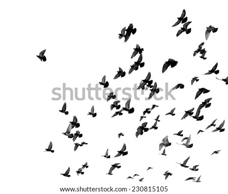 Silhouettes of pigeons. Many birds flying in the sky. Motion blur