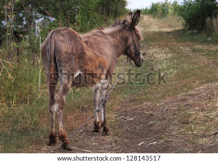 Sad donkey on chain walking away