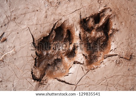 Wolf dog paw tracks in mud