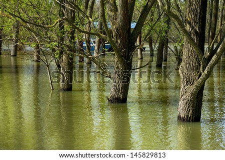 Trunks in the river floods in Serbia, the village of Ivanovo, near Pancevo, Serbia.