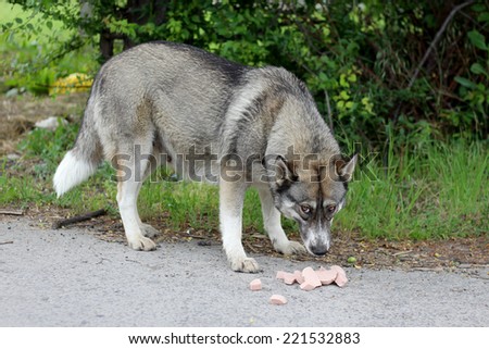 Dog eat on the street