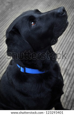 Side profile of a black Labrador retriever wearing a blue collar