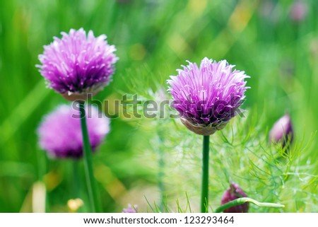 Flowering heads of chive plants