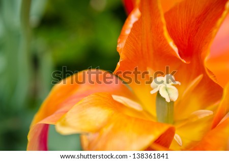 Inside of an orange tulip flower against a background of green leaves