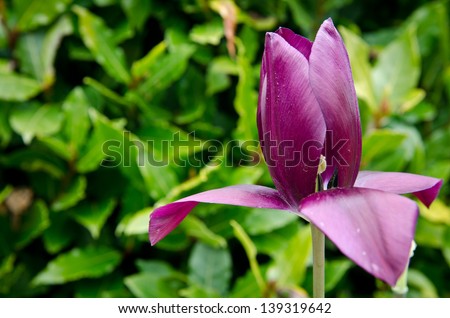 A single deep purple tulip against a leafy background
